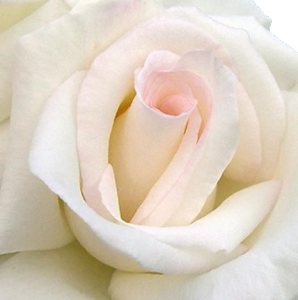 erotitka erotika rózsa 2