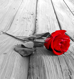 erotitka erotika rózsa